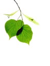 2 Linden (lime) leaves Royalty Free Stock Photo