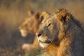 2 Lions Royalty Free Stock Photo