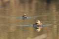 2 little grebes Royalty Free Stock Photo
