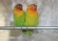 2 love birds