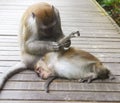 2 monkeys cleaning Royalty Free Stock Photo