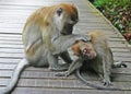 2 monkeys cleaning Royalty Free Stock Photo