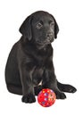 2 month old labrador retriever puppy with a ball Royalty Free Stock Photo