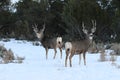 2 mule deer bucks