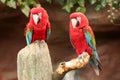 2 parrots