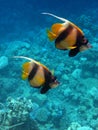 2 pennant fish