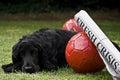 2 Soccer Balls With Newspaper Headline & Watchdog Royalty Free Stock Photo