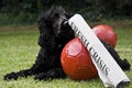 2 Soccer Balls With Newspaper Headline & Watchdog Royalty Free Stock Photo