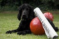 2 Soccer Balls With Newspaper Headline & Watchdog Royalty Free Stock Photo