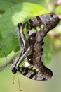 2 Tailed Jay Butterflies having fun