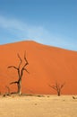 2 trees at deadvlei Royalty Free Stock Photo