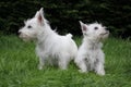 2 westie puppies Royalty Free Stock Photo