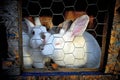 2 white rabits in a cage Royalty Free Stock Photo