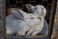 2 white rabits in a cage Royalty Free Stock Photo