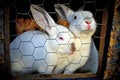 2 white rabits in a cage Royalty Free Stock Photo