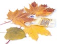 200 euros with leaves