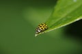 22-spot ladybird, psyllobora vigintiduopunctata Royalty Free Stock Photo