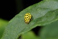 22-spot ladybird, psyllobora vigintiduopunctata Royalty Free Stock Photo