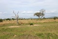 252 Wide landscape view of Mikumi National Park Royalty Free Stock Photo