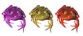 3 Colorful Frogs