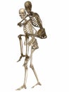 3 D Skeletons - Friends for ever