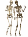 3 D Skeletons - Friends for ever