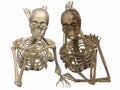 3 D Skeletons - Friends for ever