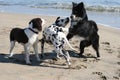 3 dogs playing Royalty Free Stock Photo