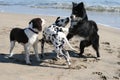 3 dogs playing