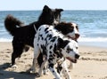 3 dogs running