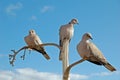 3 doves on separate branches Royalty Free Stock Photo