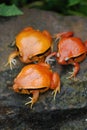 3 Fake Tomato Frog Royalty Free Stock Photo