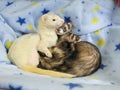 3 Ferrets Blue Stars & Moons