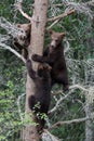 3 Grizzly cubs in Tree