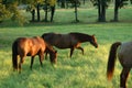 3 horses