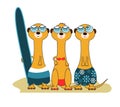 3 Meercat Surfers