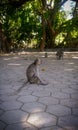 3 monkeys are sitting on a conblock road with a background of green trees, the location of the monkey captivity