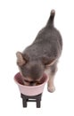 3 months old Chihuahua puppy eating from pink bowl Royalty Free Stock Photo