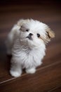 3 months old shih tzu maltese puppy Royalty Free Stock Photo