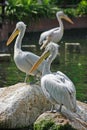 3 Pelicans resting