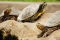 3 turtles Royalty Free Stock Photo