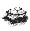 3 Walnuts in Black and White - Illustration