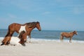 3 wild horses