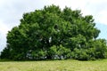 300-year-old oak at TombebÃâuf in the Lot-et-Garonne Royalty Free Stock Photo