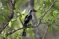 34 Red-billed Hornbill Royalty Free Stock Photo