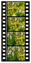 35mm color movie film Royalty Free Stock Photo