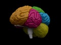 3d brain model