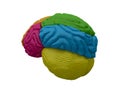 3d brain model