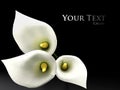 3D callas Royalty Free Stock Photo