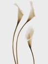 3d callas Royalty Free Stock Photo